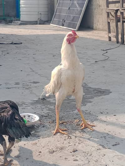 aseel Hira white pure