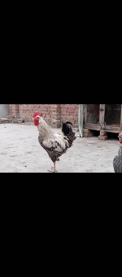 Big size k pure desi ghr k palaa howa murga hai