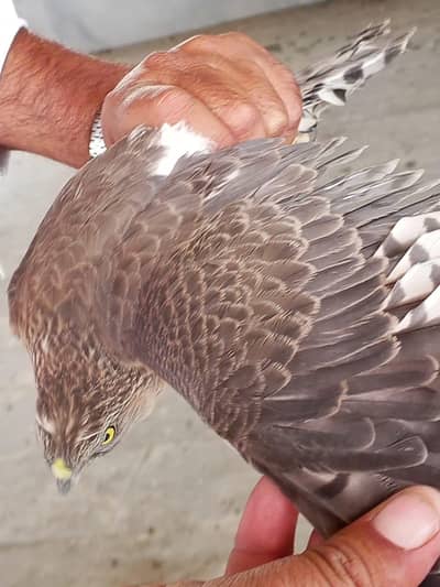 peregrine falcon & shikra bird