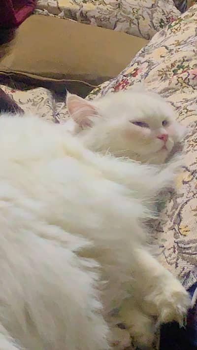 Odd eyes tripple coat female