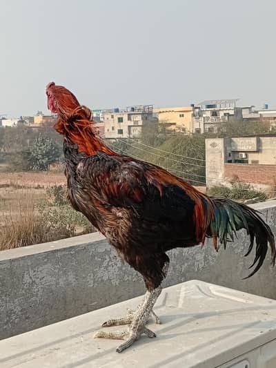 Dragon Male / Dragon breader