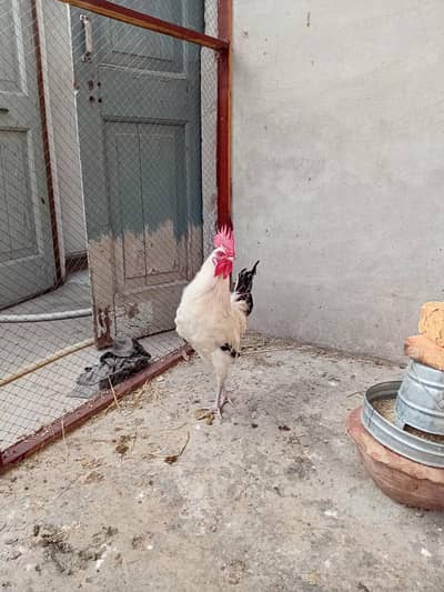 ghar ka palaa ha full dasi murga  weight 1600 to 1700 gram