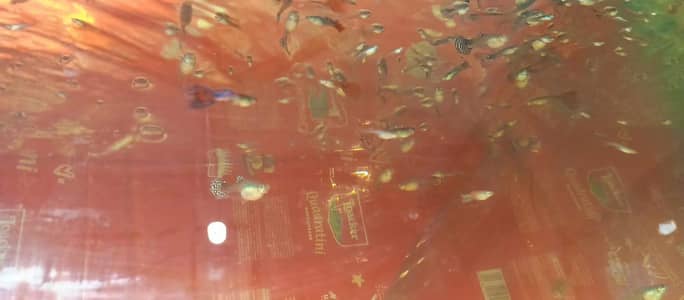 Guppy fish 150+ pieces aquarium read add