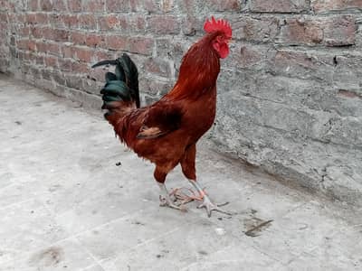 Pure desi ghr k palaa howa murga hai