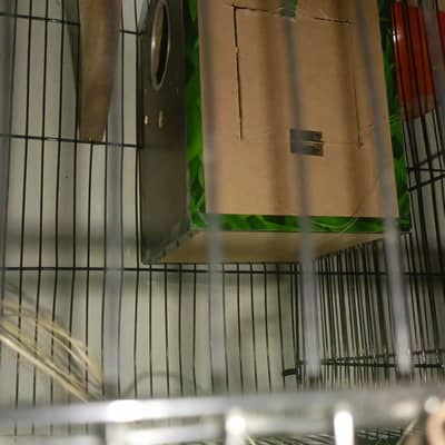 creamino x albino breader  pair + cage full size + box