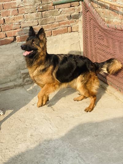 Long coat German shepherd female