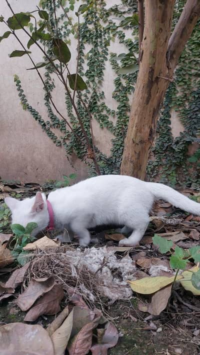 White Pretty Cat