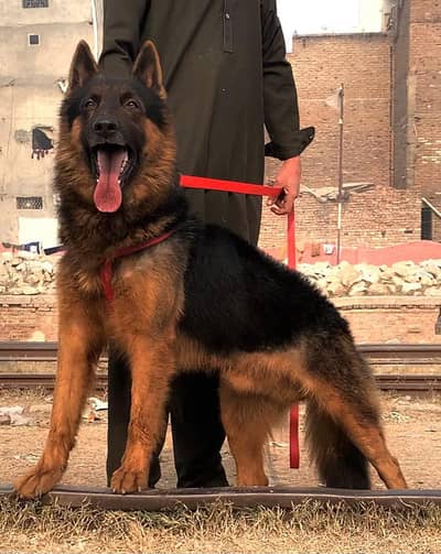 German shepherd long coat full security guard male 10 manth for sale
