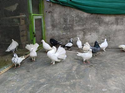 Kabotar For Sale Mix, lakky pair , Sherazi , White permoz , urne wale