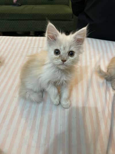 Persian kittens for sale