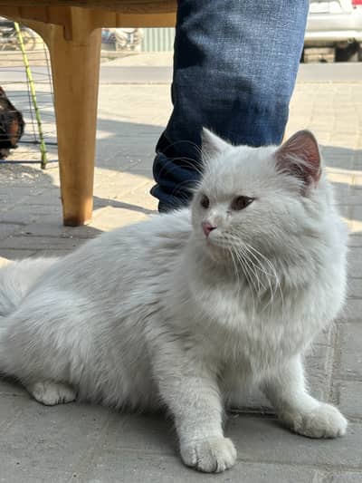 I want to sale my 1 year parsian cat