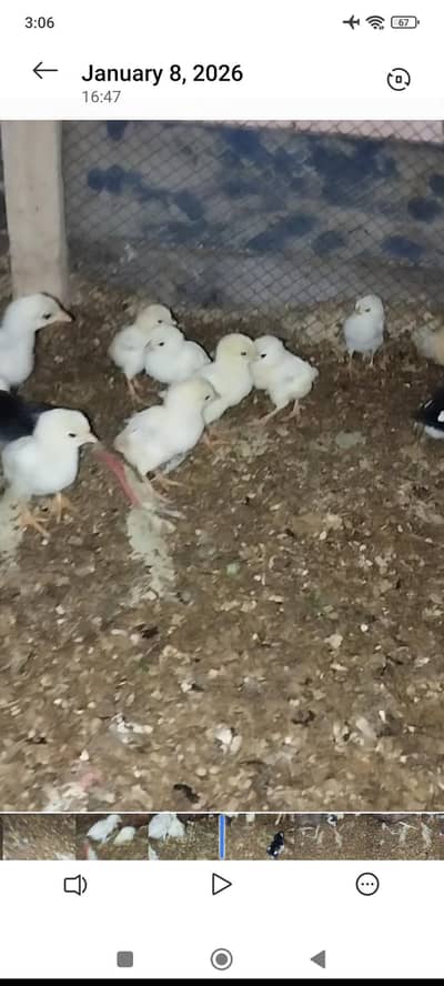 aseel chuzy Java birds