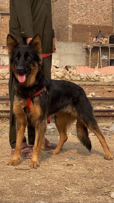 Belgium Shepherd long coat full security guard female for sale