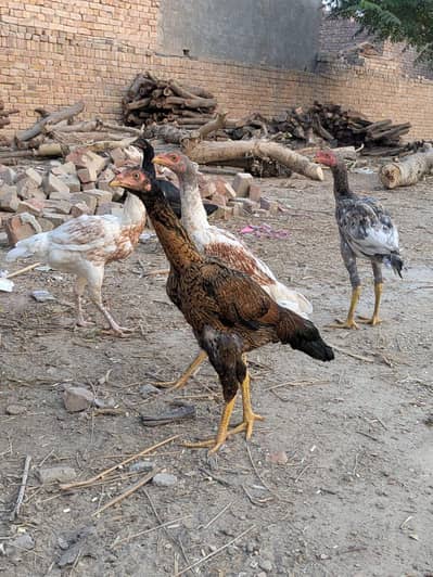 Desi and Aseel Hens(NOT MISHRI) 1100 per kg