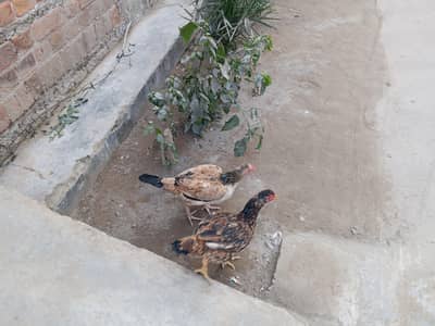pair of Hens for sale