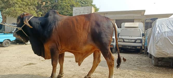 bachra , bull , ablak, cholistani, sahiwal , Qurbani Special