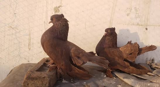 American Fantail Pigeon