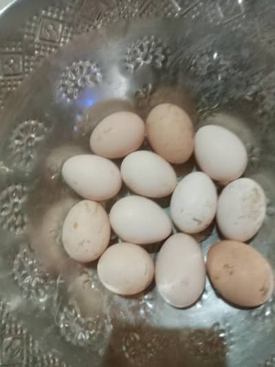 Astralope and Desi Misri set for sale eggs  laying