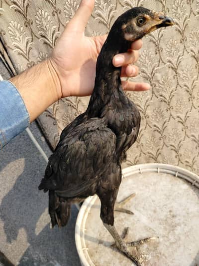 Cage /pinjra/thai aseel pair /brooder /heater /dasi hen
