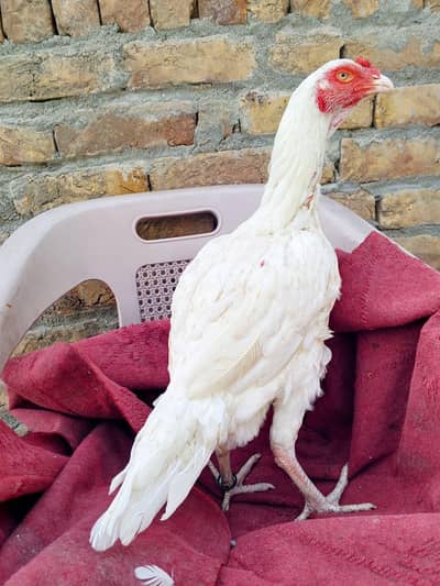 Heera aseel paper white 3kg