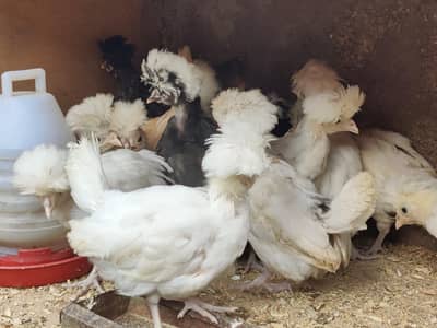Polish  Chicks