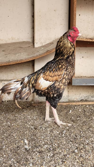 Healthy aseel pair for sale