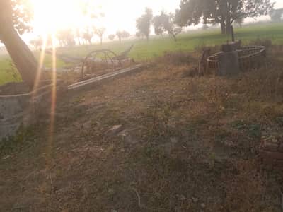 white female cat mix breed