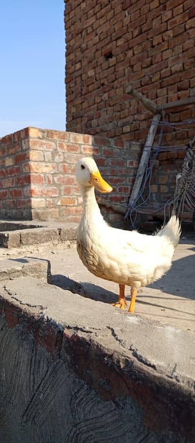 Duck/ Desi duck/White Duck/female duck