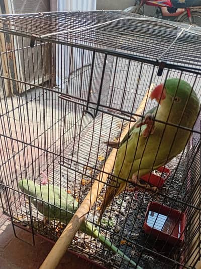 Pair of Raw parrots + Cage in good condition