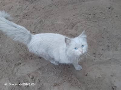 Persian cat