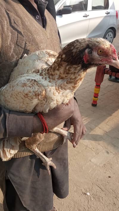 Pure home breed aseel hen