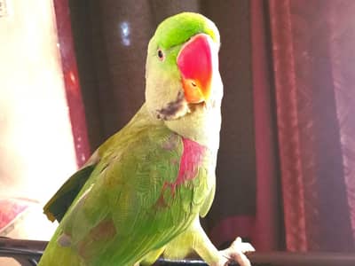 hand Tamed Talking Pahari Parrot