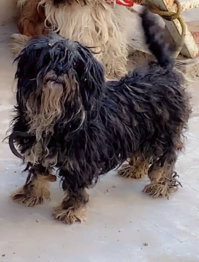 Shitzu Female Black Color