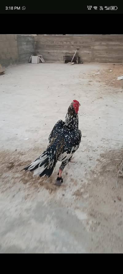 Aseel murga or milawali murgi