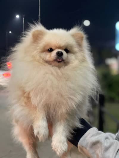 pomeranian puppy For Sale