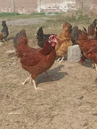 Rate final Golden Misri Egg Laying Hens full production healthy Active