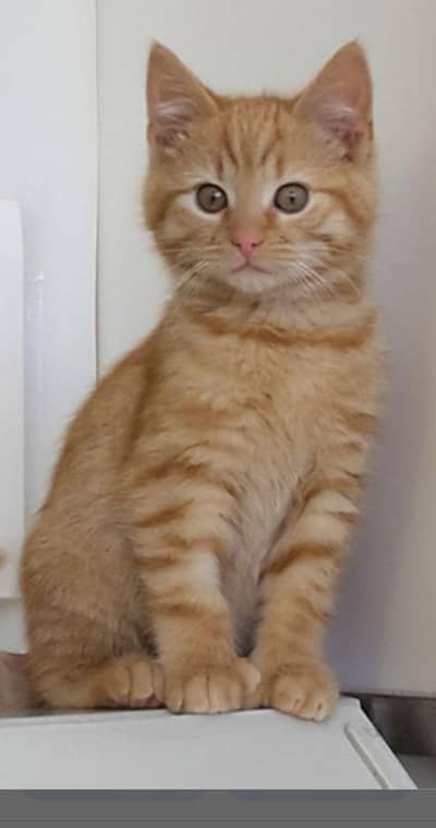 Persian Kitten Vaccinated | Urgent Sale Required