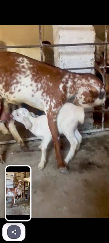 bakri with female kid