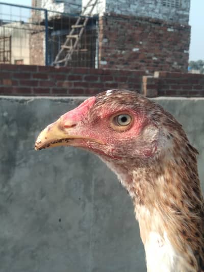 High quality female's. . . .