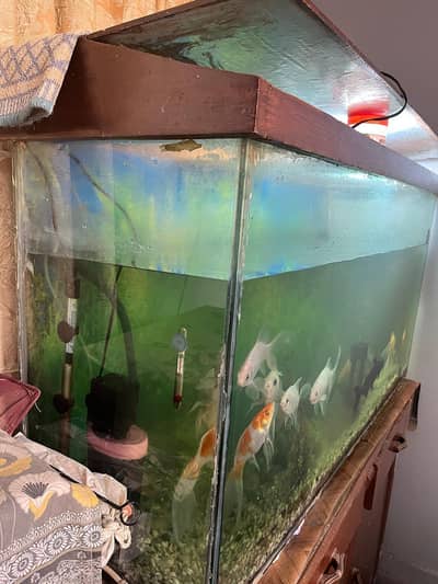 Complete fish aquarium set up with fishes and all accessories