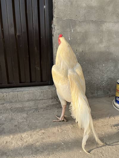 White aseel heera breeder male