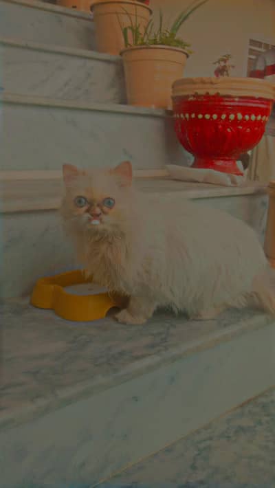 persion triple coat female