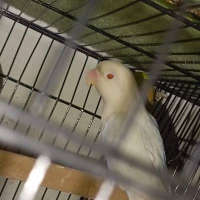 creamino x albino breader  pair + cage full size + box