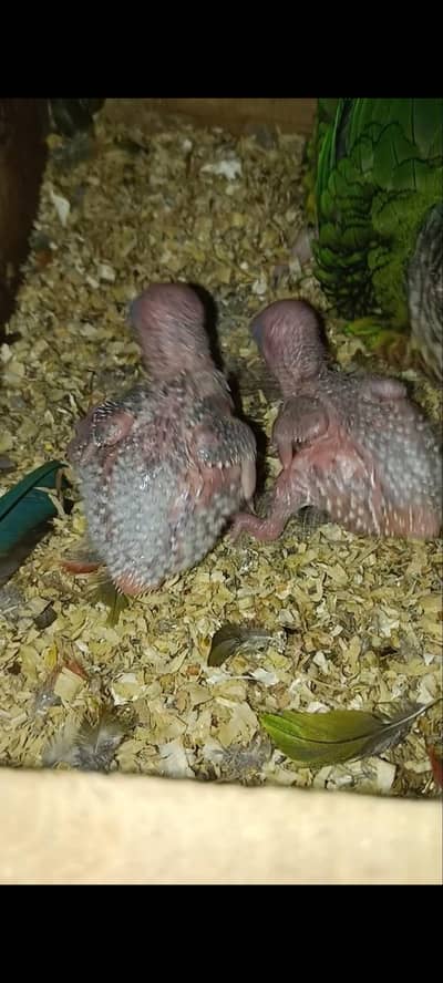 conure and cocktail chicks available for handtame ,