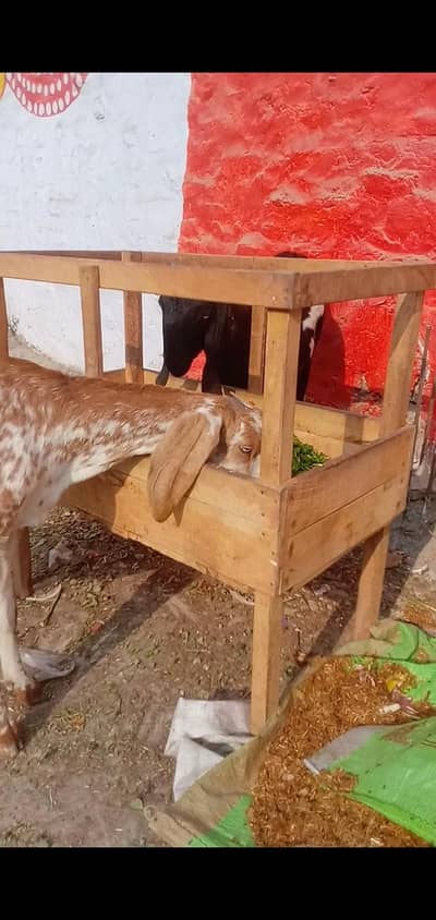 2 pregnant bakriyan for sale hai full health or active 03265300290