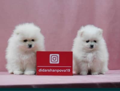 IMPORTED POMERANIAN PUPPIES ARE AVAILABLE FOR SALE