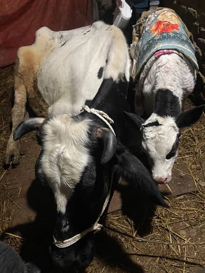 freizen cross fresh tazi soi 7 vacha dood 17 litr urgent sale