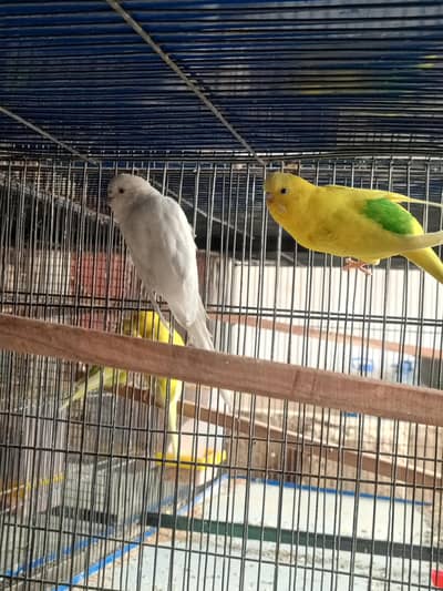 budgies and green back gouldian male  available for sale