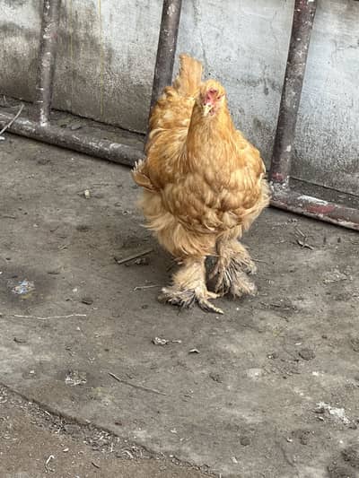 Golden buff hen