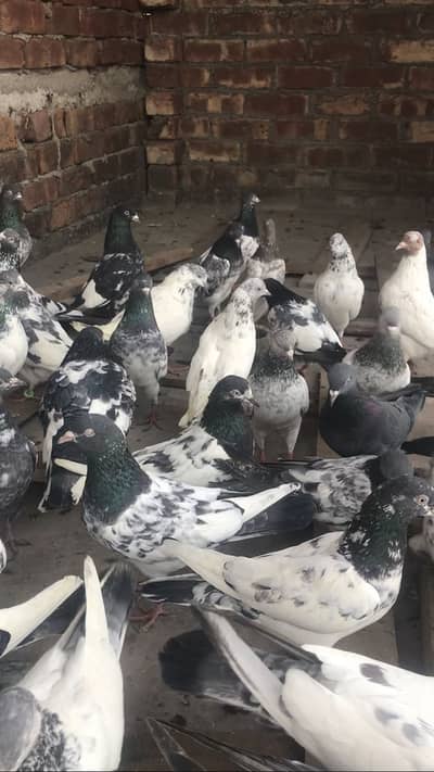 Pigeon, Kabotar, Kaboter, Kabooter